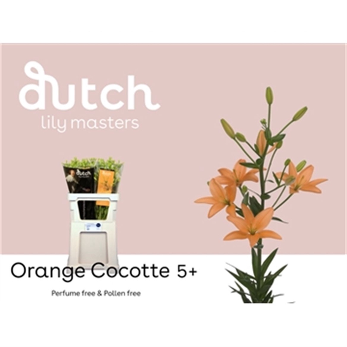 <h4>Li As Orange Cocotte</h4>