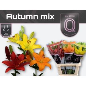 LI LA AUTUMN MIX 4+