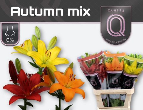 <h4>LI LA AUTUMN MIX 4+</h4>