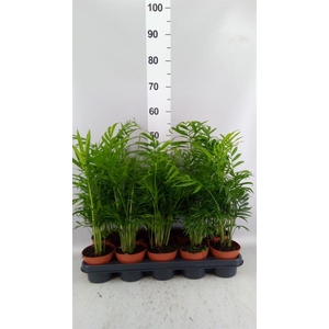 Chamaedorea elegans