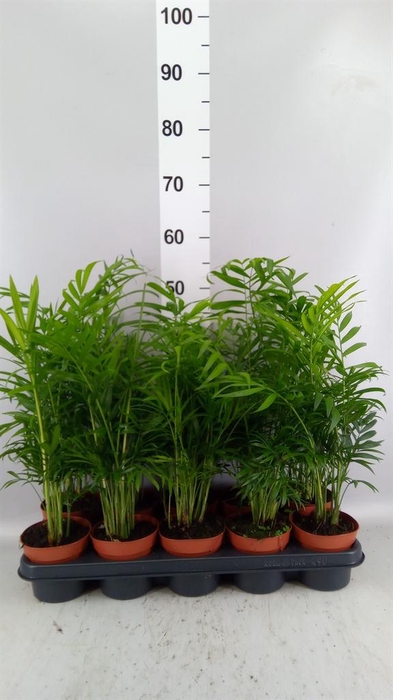 <h4>Chamaedorea elegans</h4>