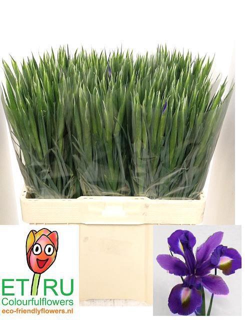 <h4>IRIS BLUE MAGIC</h4>