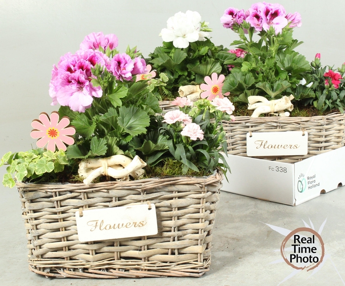 <h4>ARR TUINPLANTEN</h4>