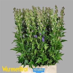Aconitum Car Arendsii