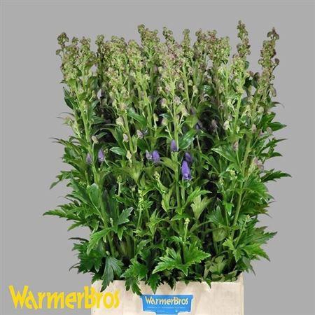 <h4>Aconitum Car Arendsii</h4>