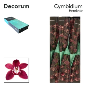 CYMB T HENRIETTE Decorum 80cm