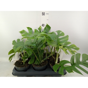 Monstera delic. 'Little Sister'