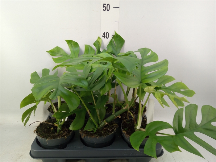 <h4>Monstera delic. 'Little Sister'</h4>