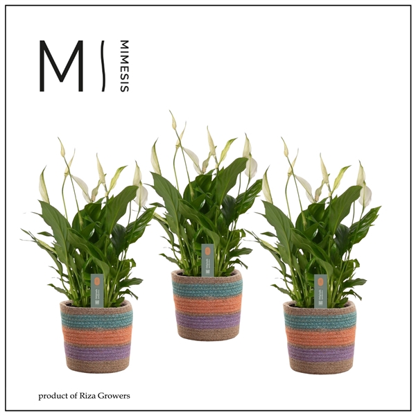 <h4>Mimesis Spathiphyllum Bellini - 13 cm in Tooske - Fun World</h4>