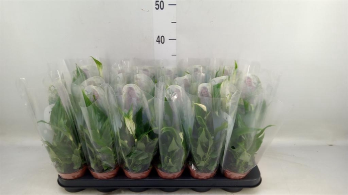 <h4>Spathiphyllum  'Chopin'</h4>