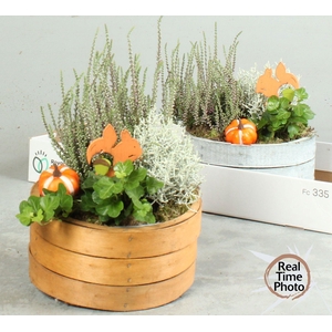 ARR TUINPLANTEN