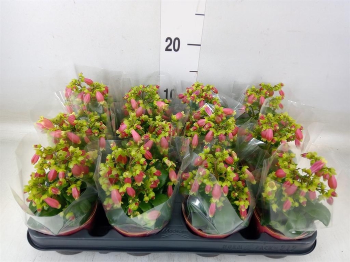 <h4>Kalanchoe HG 'Dream Bells'</h4>