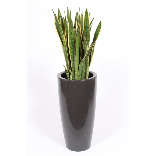 <h4>Sansevieria Laurentii in Santorini pot "antraciet"</h4>