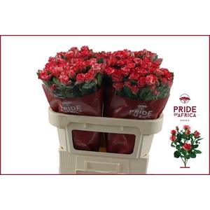Rosa spray fireworks