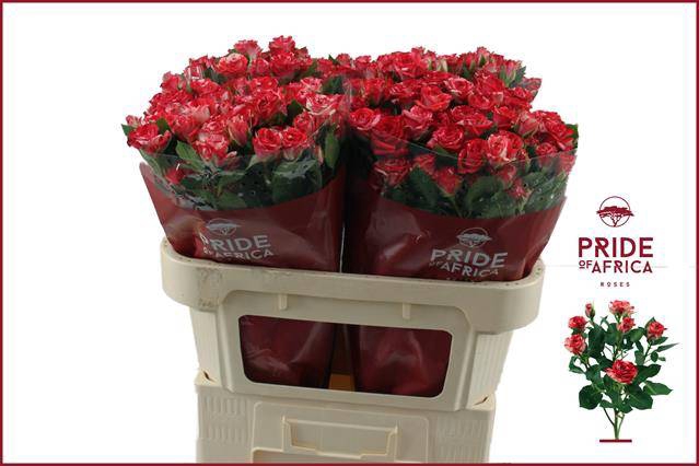 <h4>Rosa spray fireworks</h4>
