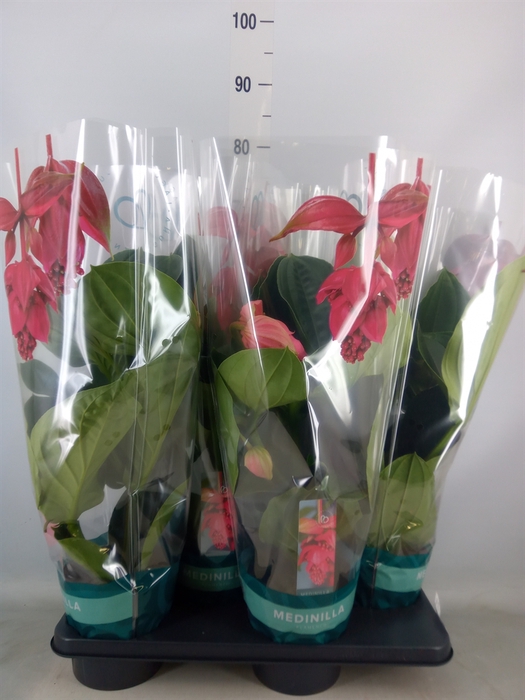<h4>Medinilla magnifica 'Flamenco'</h4>