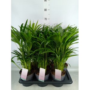Dypsis lutescens   ...Chrysalidoca