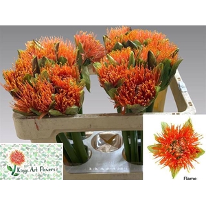 SCAD M FLAME