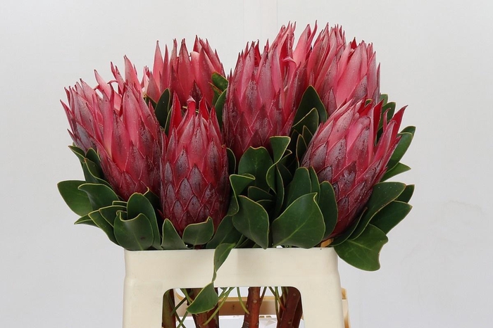 <h4>PROTEA CY MADIBA</h4>