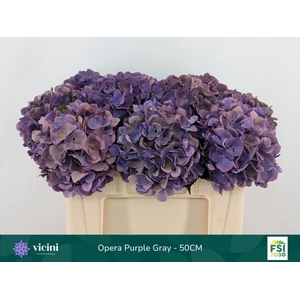 Hydrangea  'Royal Opera'   CL
