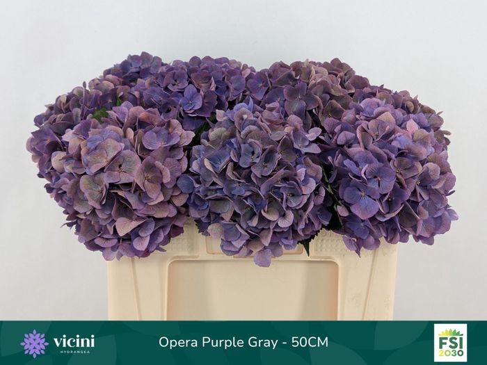 <h4>Hydrangea  'Royal Opera'   CL</h4>