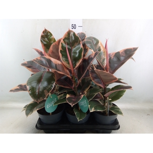 Ficus elastica 'Belize'