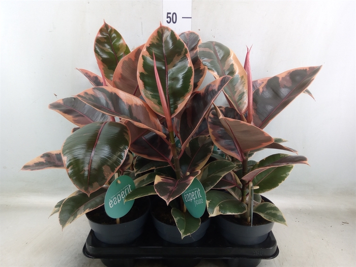 <h4>Ficus elastica 'Belize'</h4>