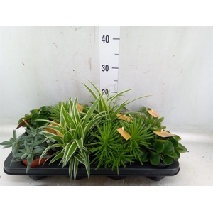 Planten  ..mix