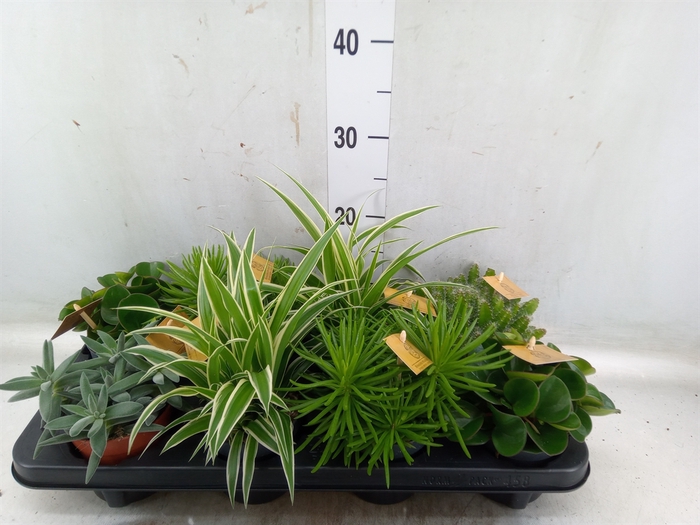 <h4>Planten  ..mix</h4>