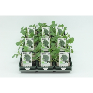 BKH groente 50040 bio Broccoli (set x9)