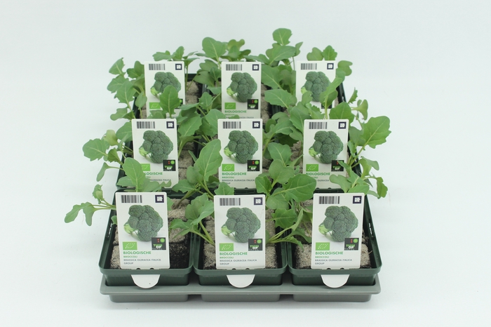 <h4>BKH groente 50040 bio Broccoli (set x9)</h4>