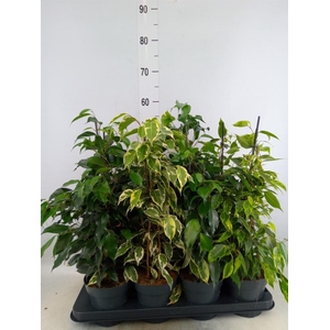 Ficus benja.   ...mix