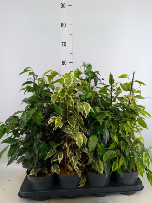 <h4>Ficus benja.   ...mix</h4>