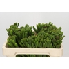 Kaaps Groen Albigreen