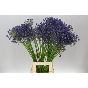 Agap Blue Giant