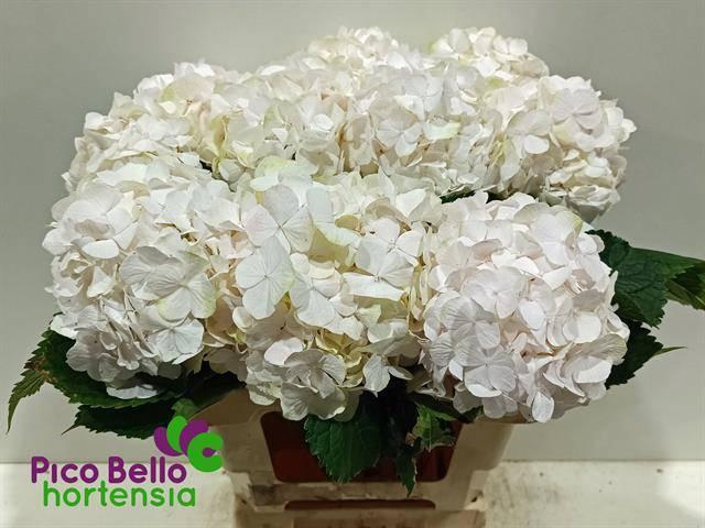 <h4>HYDR M CH SW VERENA</h4>