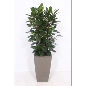 Ficus Cyathistipula in Piza pot 