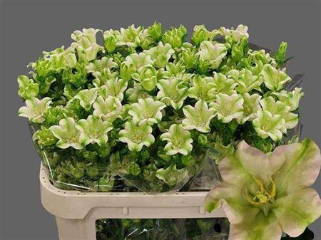 <h4>Campanula medium 'Evergreen Single Pink'</h4>