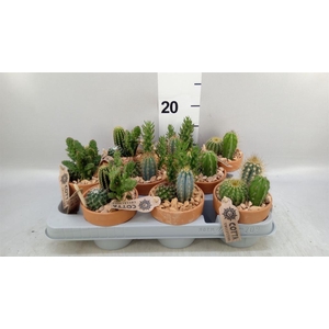 Arr.  Cactus L%
