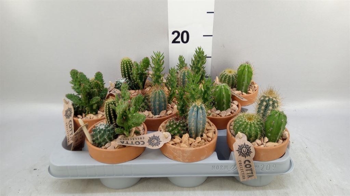 <h4>Arr.  Cactus L%</h4>