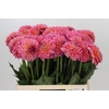 Dahlia Pink Runner