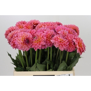 Dahlia Pink Runner