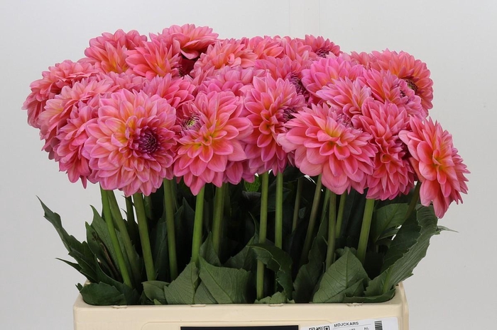 <h4>Dahlia Pink Runner</h4>