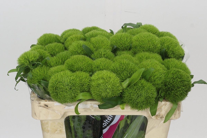 <h4>Dianthus Br Kiwi Mellow</h4>