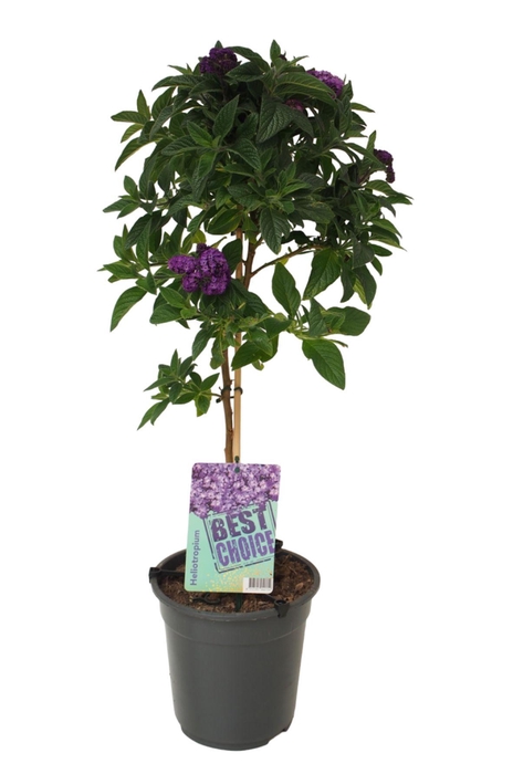 <h4>Heliotropium</h4>