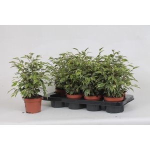 Ficus Kinky 12Ø 35cm 3pp