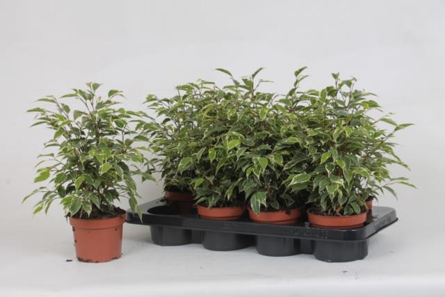 Ficus Kinky 12Ø 35cm 3pp