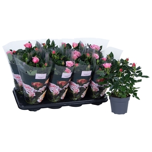 Nolina Roses Ø 13 cm Light pink st. 1-2