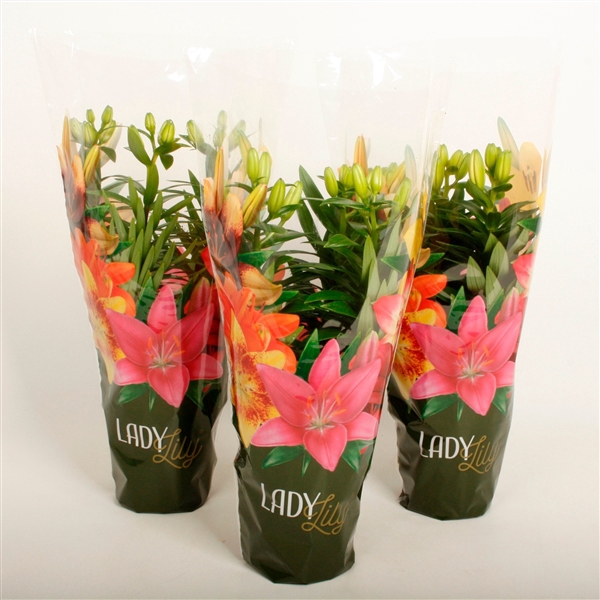 <h4>Lilium Lady Lily Tiny mix (az. lelie)</h4>