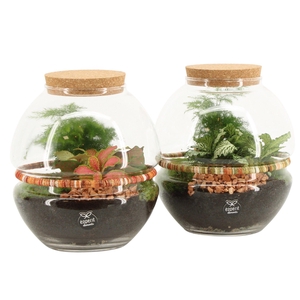 90683: Terrarium arrangement